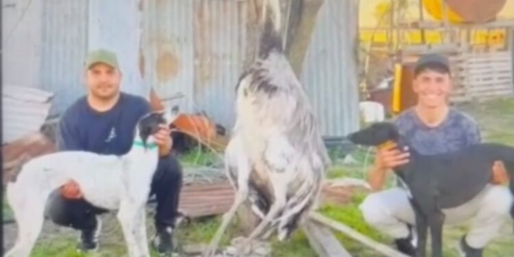 Tenía un ñandú como mascota desde que era un huevo y se lo mataron con dos galgos en el medio del campo