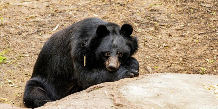 El reconocido cazador de osos Vitali Elfímov murió tras ser atacado por un oso pardo en un bosque siberiano