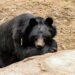 El reconocido cazador de osos Vitali Elfímov murió tras ser atacado por un oso pardo en un bosque siberiano